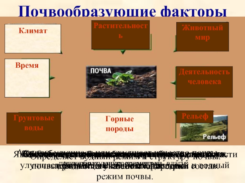 Части почвы. Факторы образования почвы. Почво образующие факторы. Почвообразующие факторы гигиена. Почвообразующие факторы таблица.