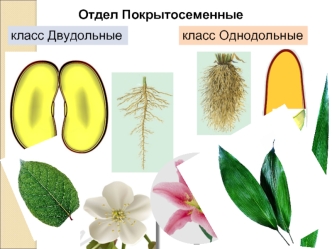 Отдел Покрытосеменные