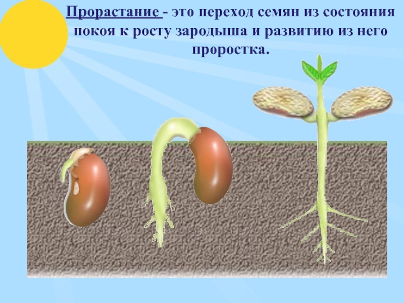 На каком фото изображен надземный способ прорастания семян
