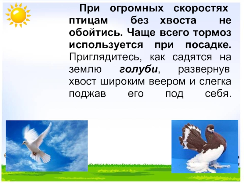 Время не птица за хвост не. Для чего птицам хвост. Зачем птицам хвост нужен. Хвост птицы при посадке. Скорость птиц.