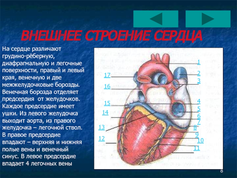 Правый желудочек функции. Строение сердца венечный синус. Внешнее строение сердца анатомия. Левый желудочек сердца. Строение сердца снаружи.
