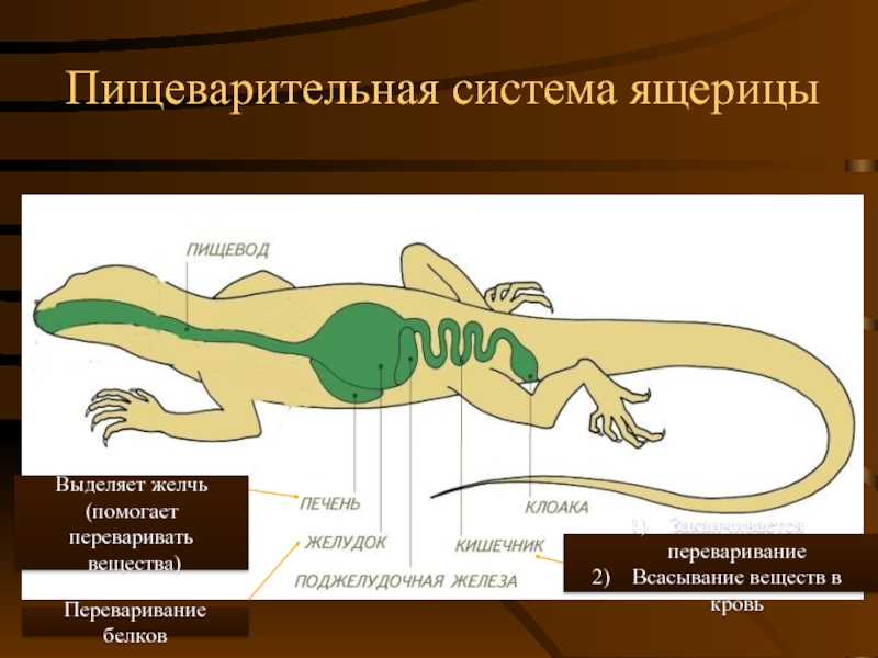 Схема пищеварительной системы пресмыкающихся