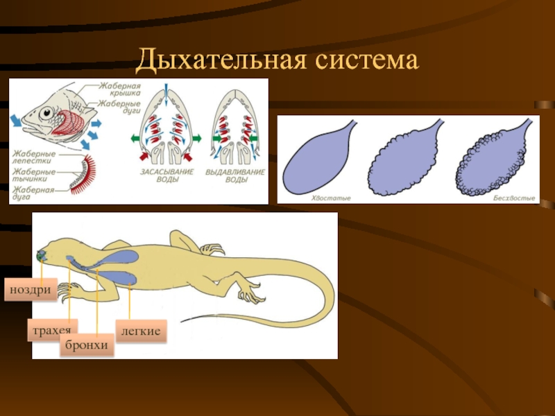 Дыхательная система пресмыкающихся схема