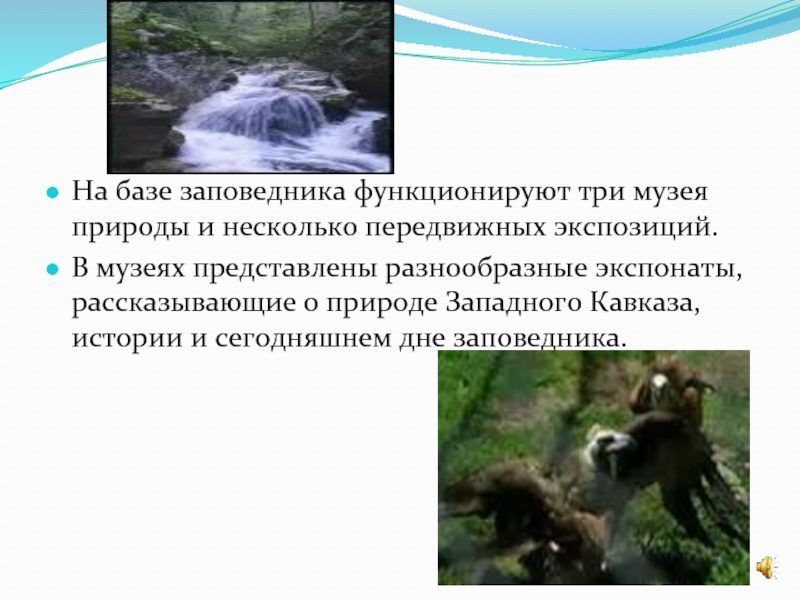 Какую работу проводят заповедники. Относительно Заповедный режим. Кто работает в заповеднике. Работа в заповеднике. Какую работу в Кавказском заповеднике проводят учёные?.