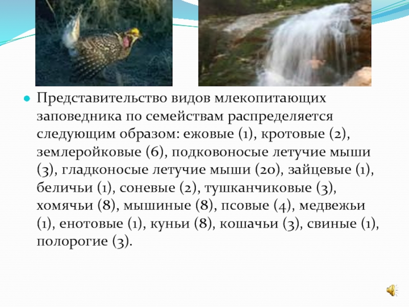 В луганском заповеднике обитает мелкое. Кавказский заповедник 89 видов млекопитающих. Сообщение о заповедниках для млекопитающих. Ежовые кавказский заповедник.