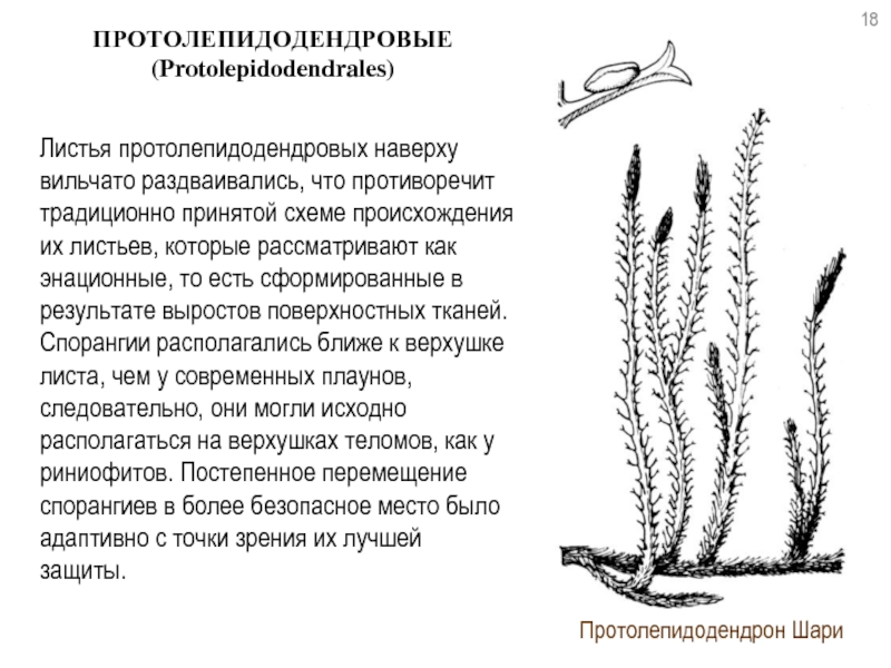 Жизненная форма плаунов. Плауновидные преобладающее поколение. Плауновидные протолепидодендрон. Строение плауновидных растений. Листья энационного происхождения.