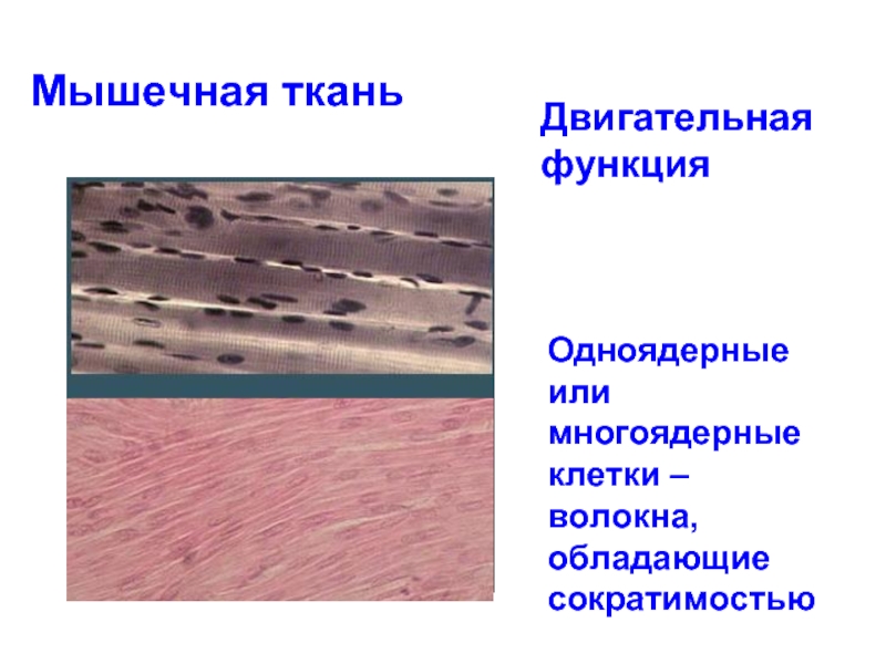 Эпителиальная ткань мышечная ткань нервная ткань. Эпителиальная и соединительная ткани и мышечные ткани. Эпителиальная ткань мышечная ткань. Мышечная и соединительная ткань. Мышечная и соединительная ткань функции.