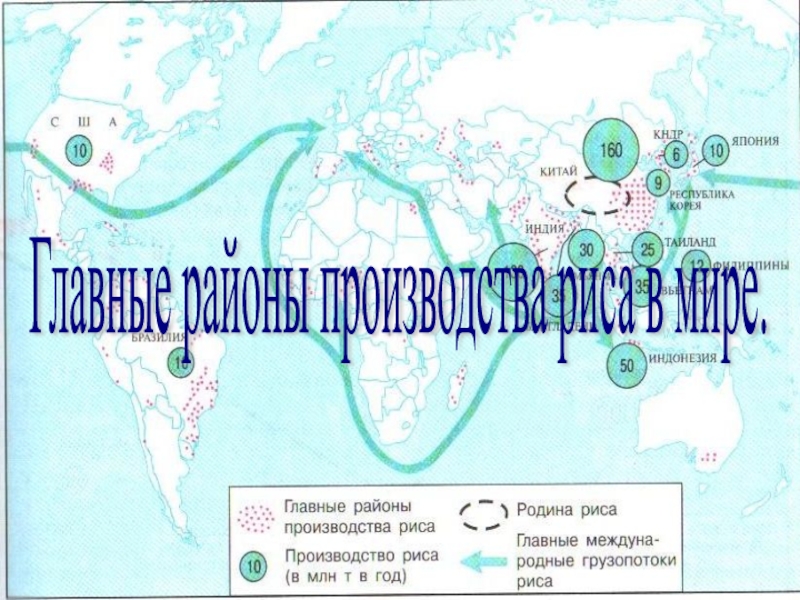 Основные районы производства. Главные районы производства риса. Страны Лидеры по хлебным культурам.