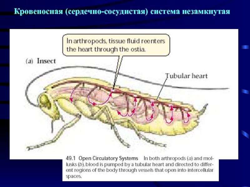 Незамкнутая кровеносная система у червей. Кровеносная система насекомых. Незамкнутая кровеносная система. Членистоногие насекомые кровеносная система. Класс насекомые кровеносная система.
