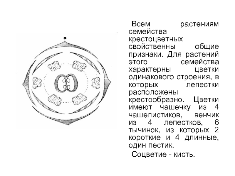 Семейство крестоцветные формула и диаграмма цветка