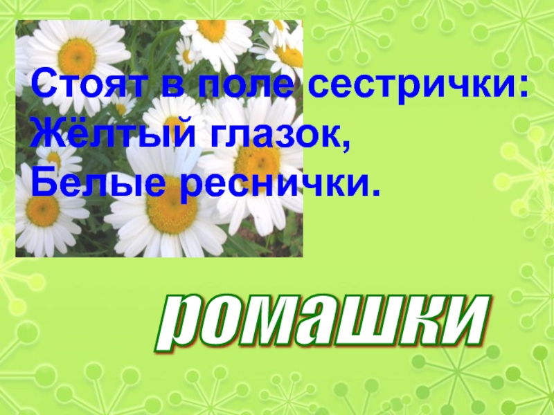 Стоят в поле сестрички желтый глазок белые. Стоят в поле сестрички желтый глазок белые реснички. Стоят в поле сестрички желтый глазок белые реснички ответ на загадку. На Лесной полянке 33 сестрички глазки золотые белые реснички. Ромашка реснички.