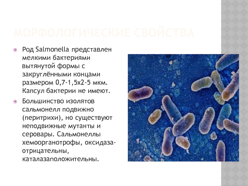 Сальмонеллез 1 2. Сальмонелла (Salmonella). Сальмонелла описание. Бактерии, представители рода Salmonella. Род возбудителя сальмонеллеза.