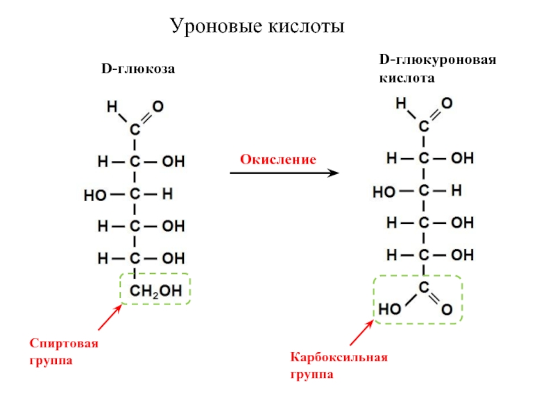 D глюкоза реакции. Глюкоза глюкуроновая кислота. Окисление Глюкозы глюкуроновая кислота. Образование глюкуроновой кислоты из Глюкозы реакция. Схема образования d-глюкуроновой кислоты.