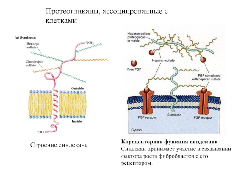 Синтез протеогликанов схема