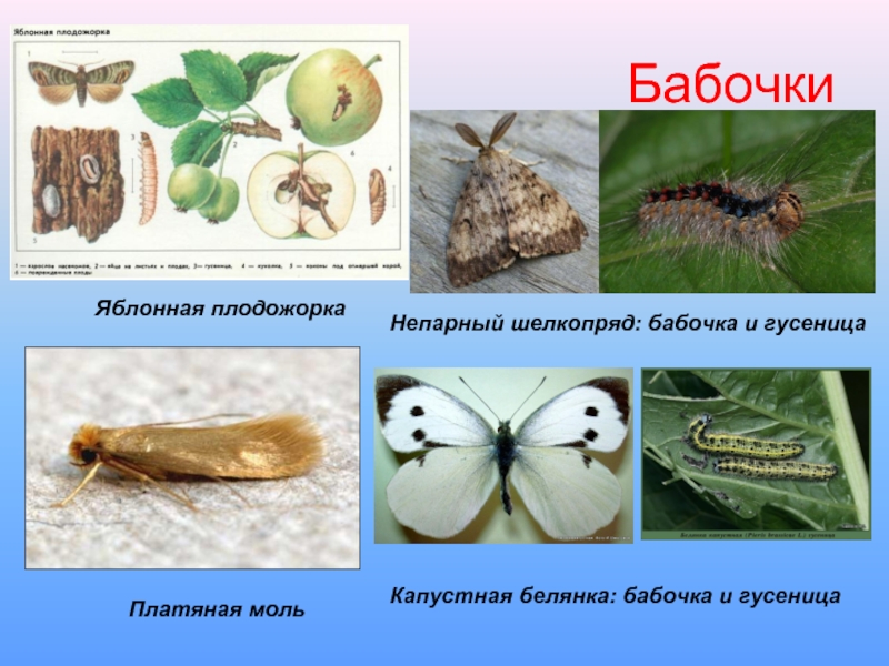 Средство от шелкопряда. Яблонная плодожорка гусеница. Гусеница плодожорка бабочка. Бабочка Яблоневая плодожорка. Яблонная плодожорка описание.