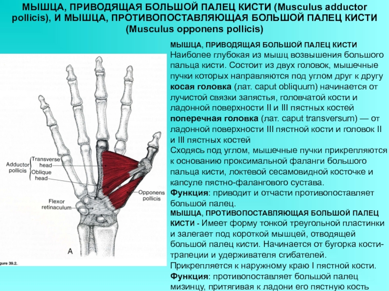 Мышцы большого пальца. Мышца приводящая большой палец кисти иннервация. Мышца, приводящая большой палец (кисти) – musculus Adductor pollicis. Короткая мышца отводящая большой палец кисти. Мышцы возвышения большого пальца кисти.