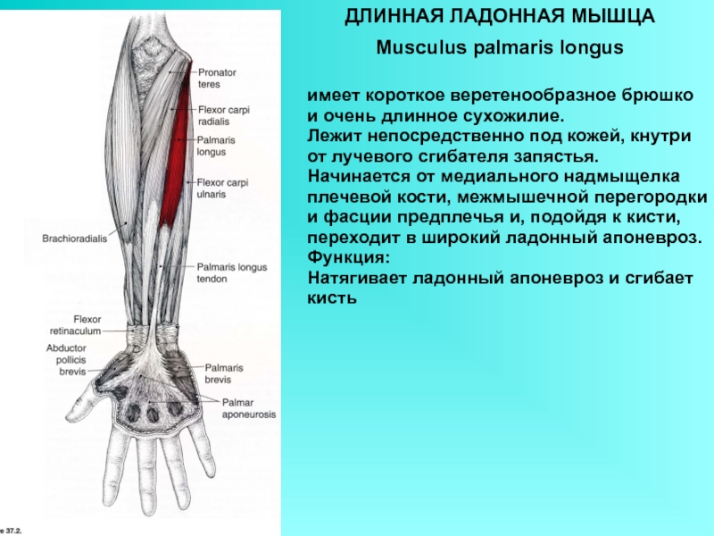 Сгибатель латынь. Palmaris Longus мышца. Мышцы предплечья длинная ладонная мышца. Длинная ладонная мышца анатомия. Длинная ладонная мышца m. Palmaris Longus.