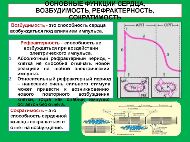 Период возбудимости. Фазы рефрактерности сердечной мышцы. Абсолютная рефрактерность ЭКГ. Рефрактерность физиология сердца. Фазы рефрактерности физиология.