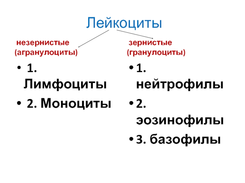 Гранулоциты это. Лейкоциты гранулоциты и агранулоциты. Функции незернистых лейкоцитов. Классификация гранулоцитов. Агранулоциты (незернистые лейкоциты):.