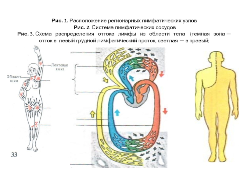 Схема лимфатических протоков