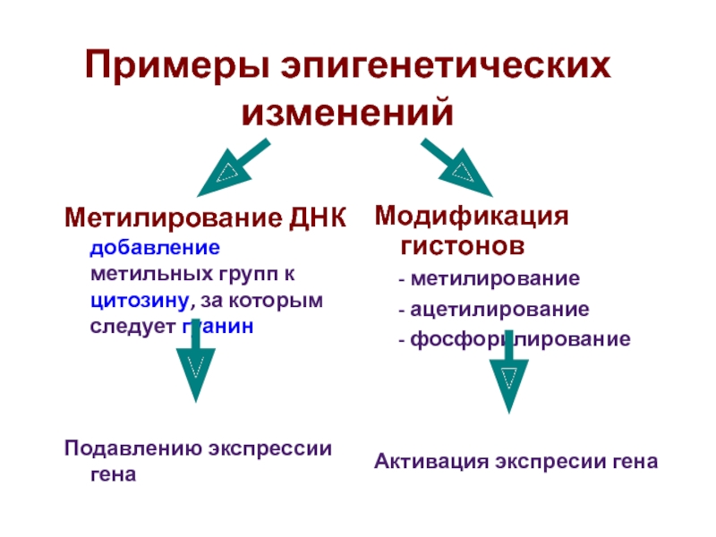 Группа днк. Метилирование ДНК И гистонов. Метилирование и ацетилирование. Ацетилирование гистонов. Ацетилирование b vtnbnbkbhjdfybt ДНК.