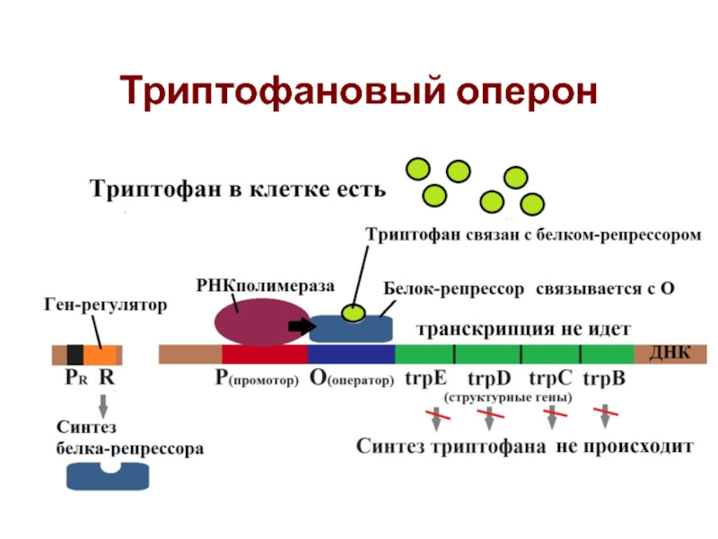 Структура оперона. Оперон промотор. Структура оперона и транскриптона. Строение и функции оперона. Триптофановый оперон гены.