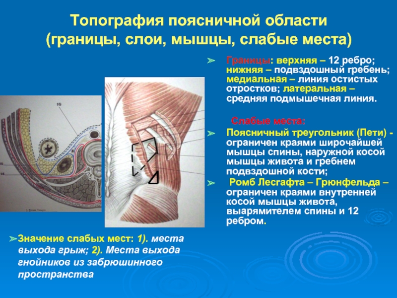 Границы пространства. Поясничное пространство Грюнфельда-Лесгафта. Слабые места поясничной области топографическая анатомия. Границы пространства Лесгафта Грюнфельда. Послойная топография поясничной области.