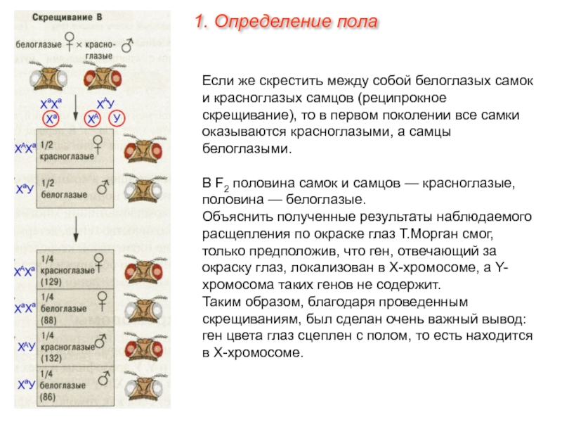 Реципрокное скрещивание схема