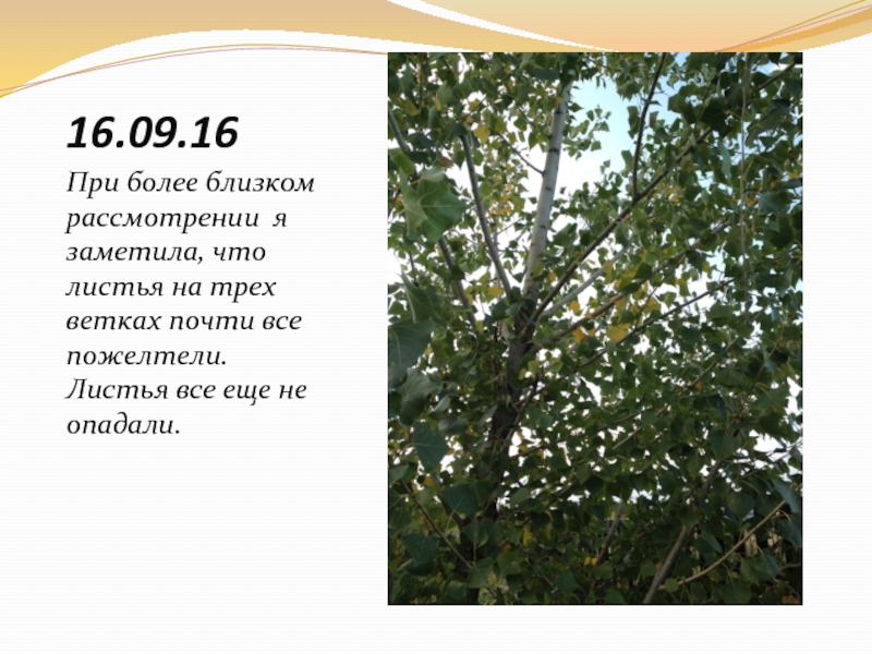 Фенологические изменения в природе осенью. Дневник наблюдений за деревом. Дневник фенологических наблюдений за деревьями осенью. Наблюдение за растениями березы. Фенологический дневник наблюдений за деревьями.