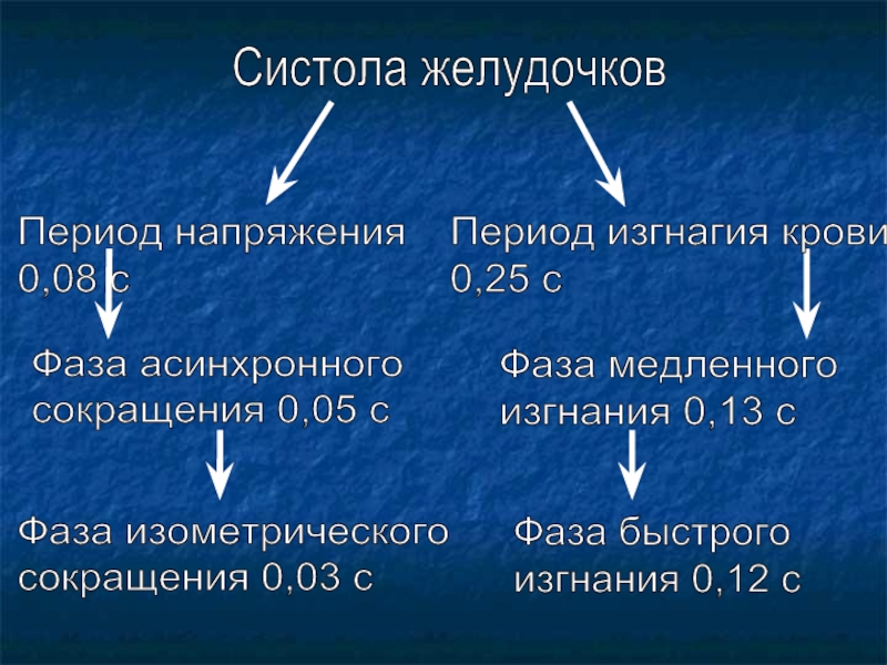 Систола желудочков составляет