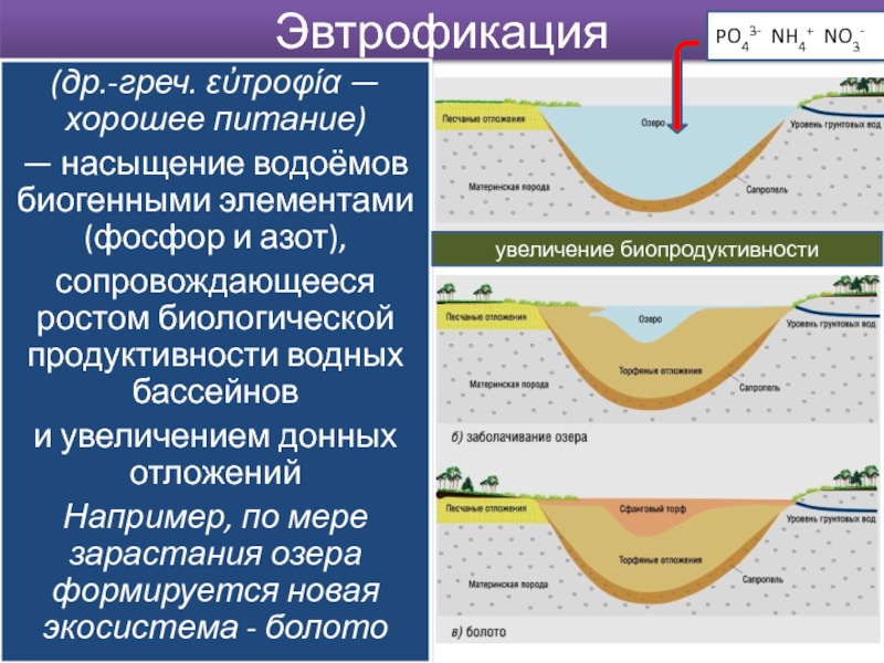 По представленному рисунку установите последовательность зарастания водоема