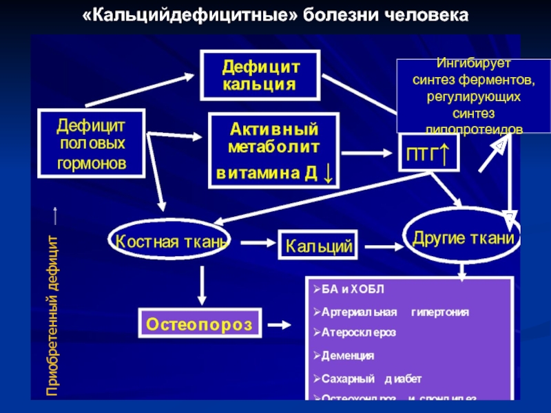 Синтез ферментов человека