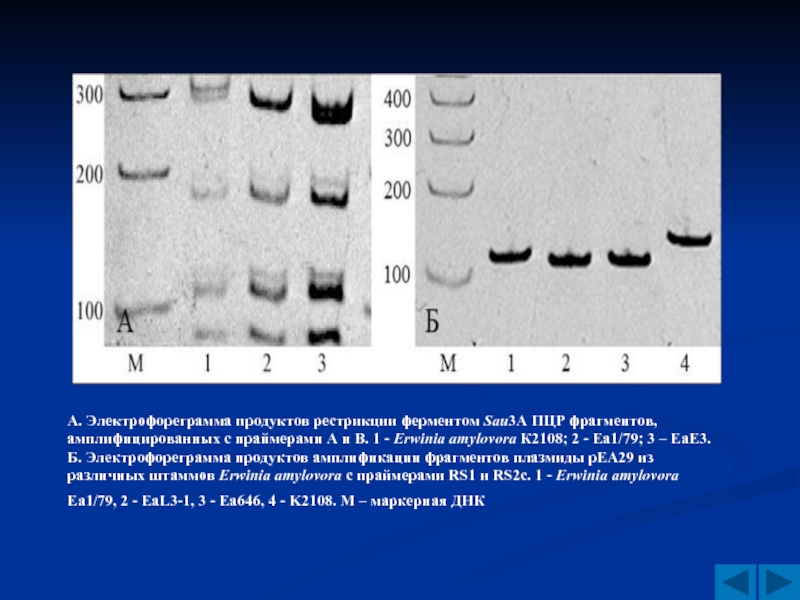 Фермент пцр. Электрофореграмма продуктов ПЦР. Электрофореграмма белков. Электрофорез фрагментов ДНК. Ферменты ПЦР.