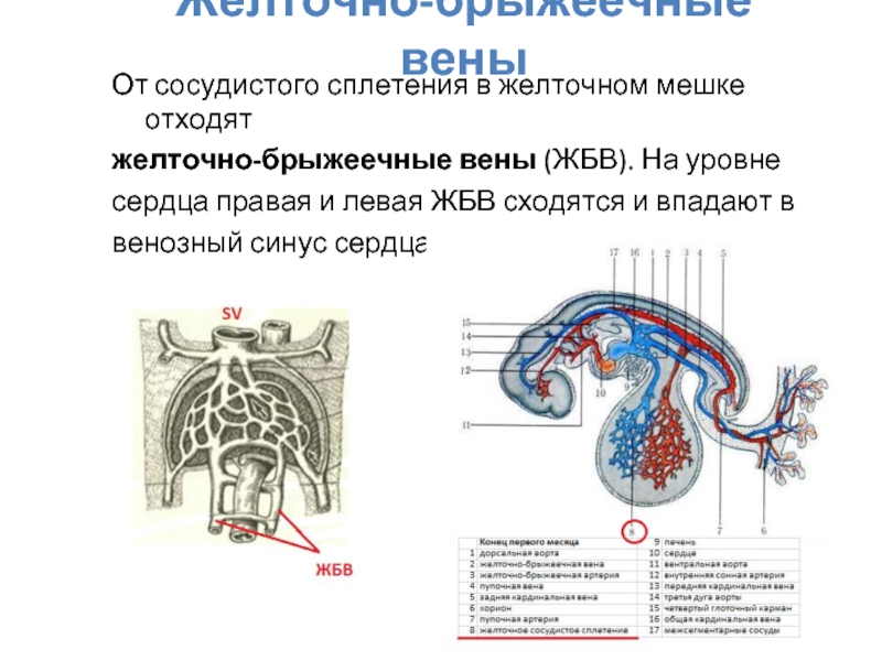 Развитие вен презентация