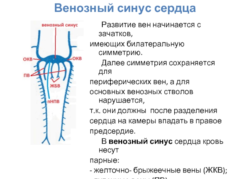 Развитие вен презентация