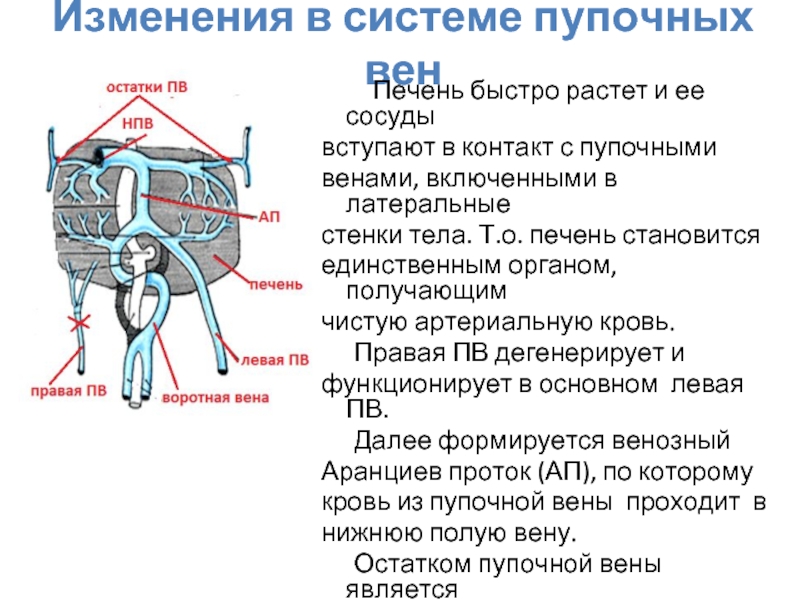 Включи вен. Пупочная Вена превращается в. Сообщение пупочной вены.