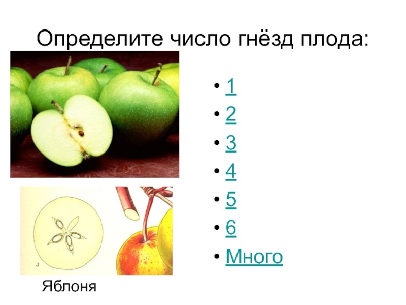 Какую функцию выполняет плод яблони. Яблоко (Тип плода). Число гнезд в плоде. Число гнезд в плоде яблока. Гнезда в плоде.