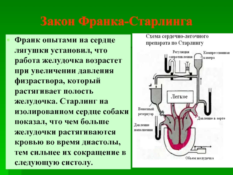 Сердце лягушки