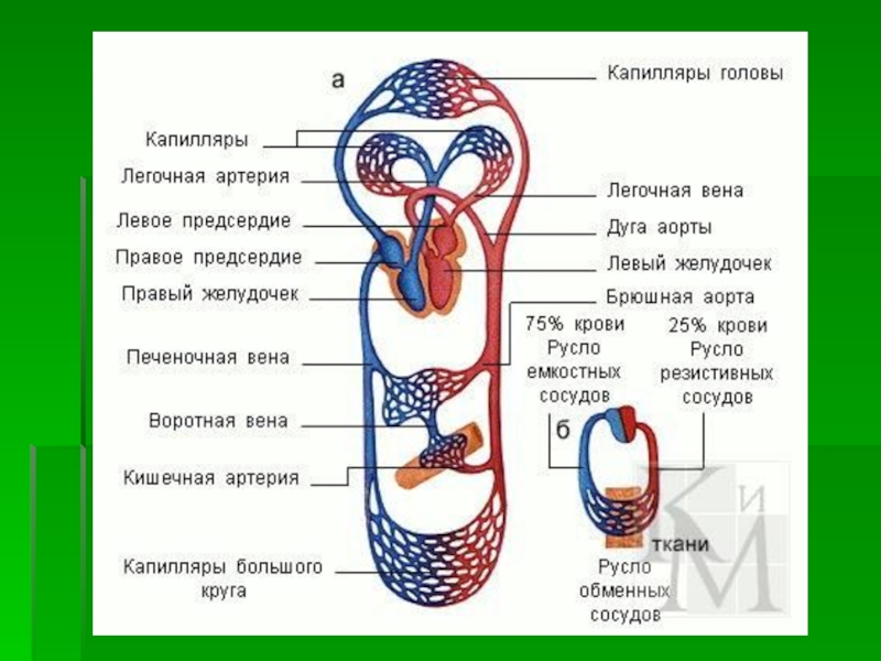 Общая схема кровообращения реферат