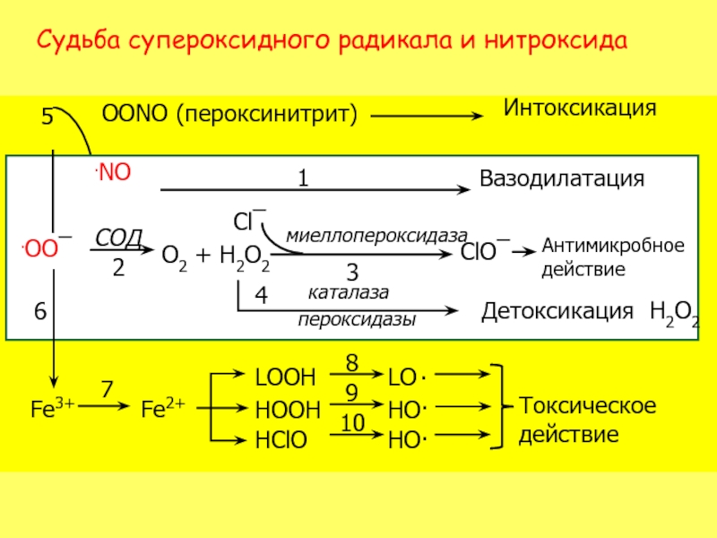 Супероксидный радикал