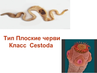 Тип Плоские черви. Класс Cestoda