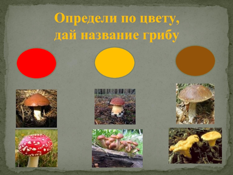 Какие грибы называют шляпочными 7 класс. Не Шляпочные грибы. Поедатель цветов гриб название.