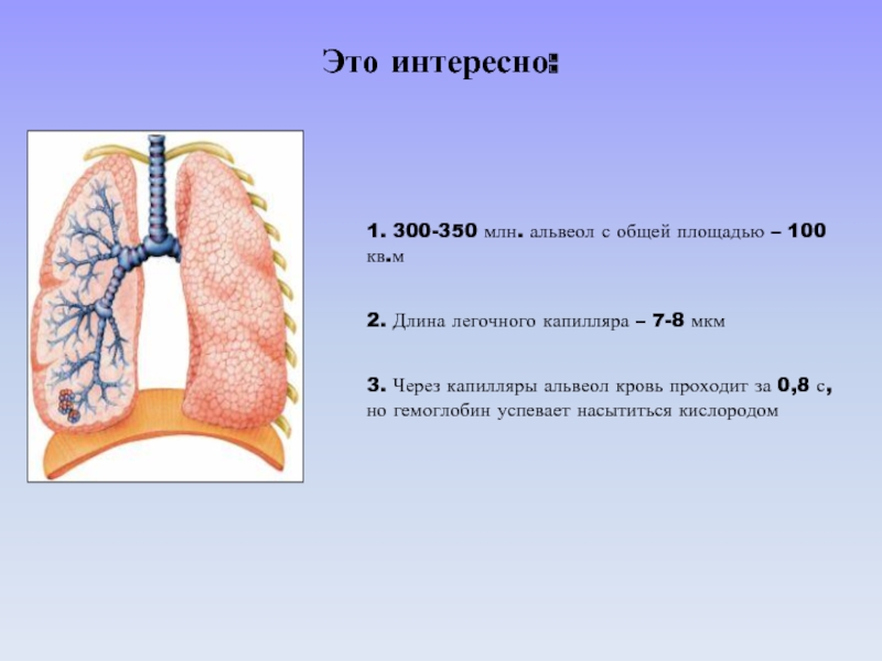 Капилляры и альвеолы легких хрящевые полукольца трахеи. Легочные капилляры. Легочно капиллярный фильтр. Сужение капилляров лёгочных пузырьков. Путь выдыхаемого воздуха после гортани до легочных капилляров.