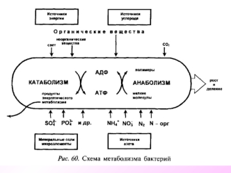 Метаболизм. Ферменты (энзимы)