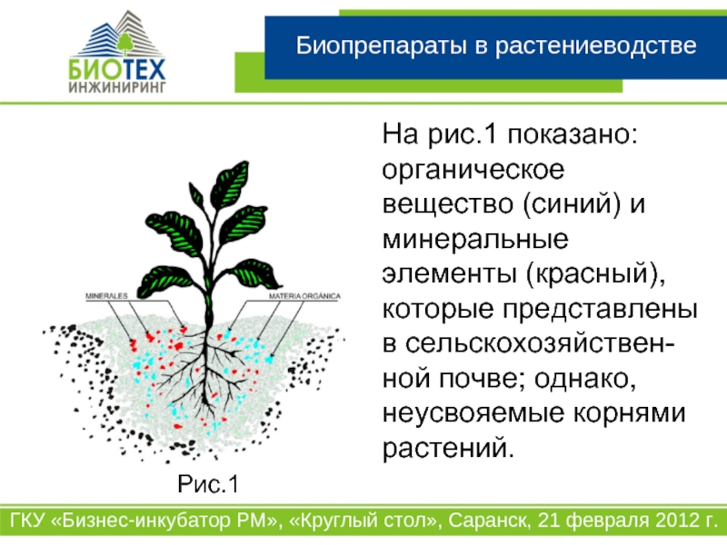 Растения производители органического вещества. Виды биопрепаратов в растениеводстве.