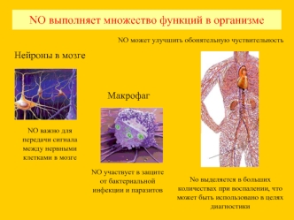 NO выполняет множество функций в организме