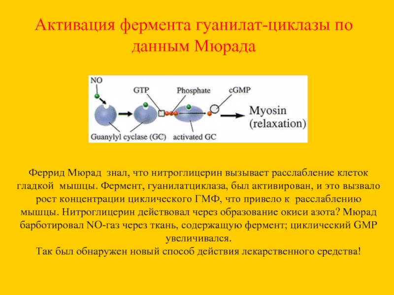 Активизирует ферменты жиров. Гуанилатциклаза. Гуанилатциклазная система биохимия. Активация гуанилатциклазы. Амилаза активируется.