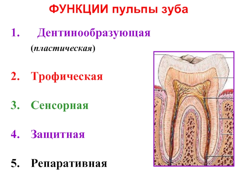 Строение пульпы презентация