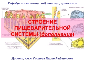 Строение пищеварительной системы (дополнение)