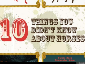 10 Things You Didn't Know about Horses